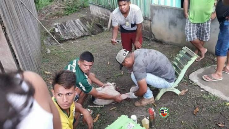 Maldade: homem arranca focinho de cachorro no interior do Amazonas