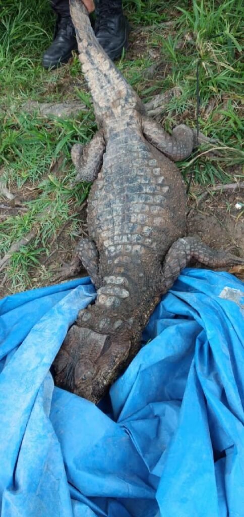 Sucuri e jacaré assustam moradores ao aparecer em locais habitados em Manaus