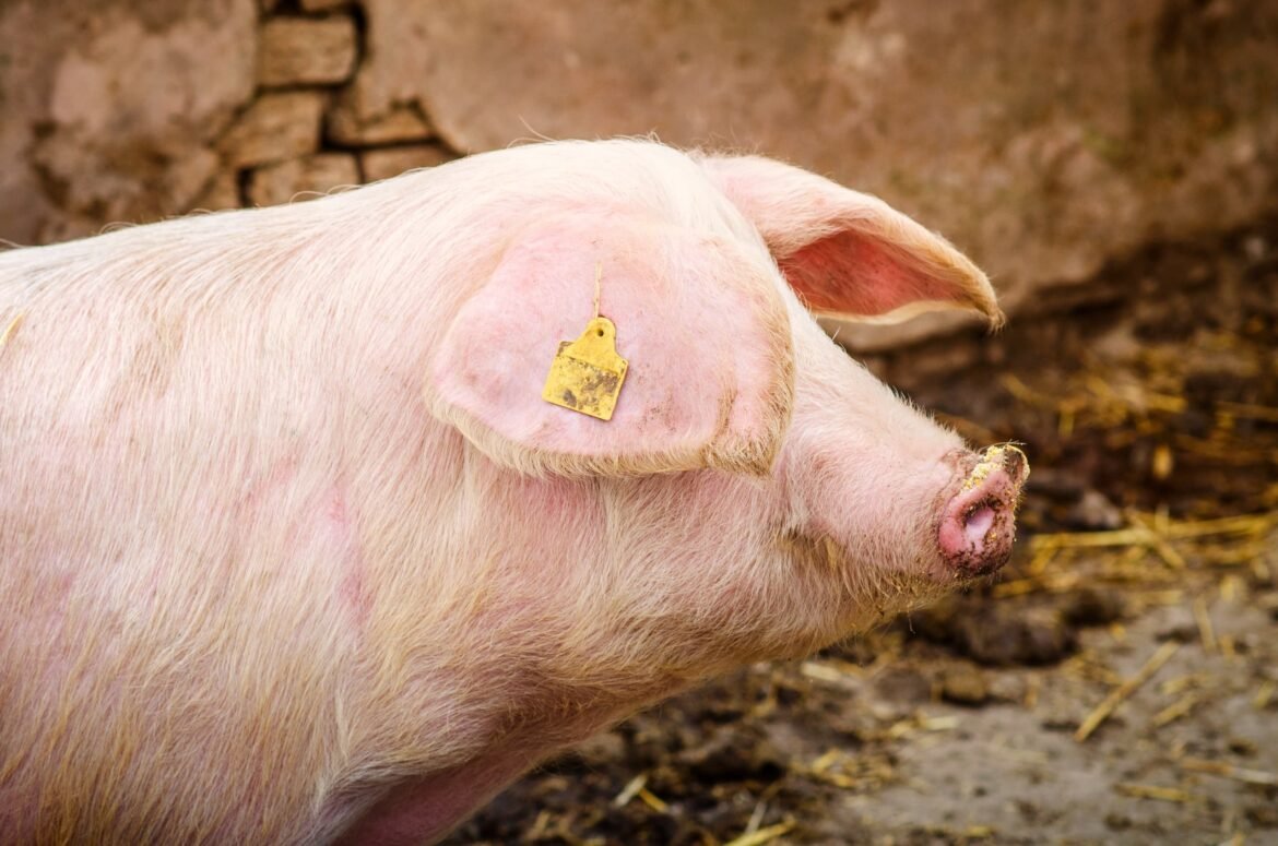 MP move ação contra granja de porcos por riscos à saúde
