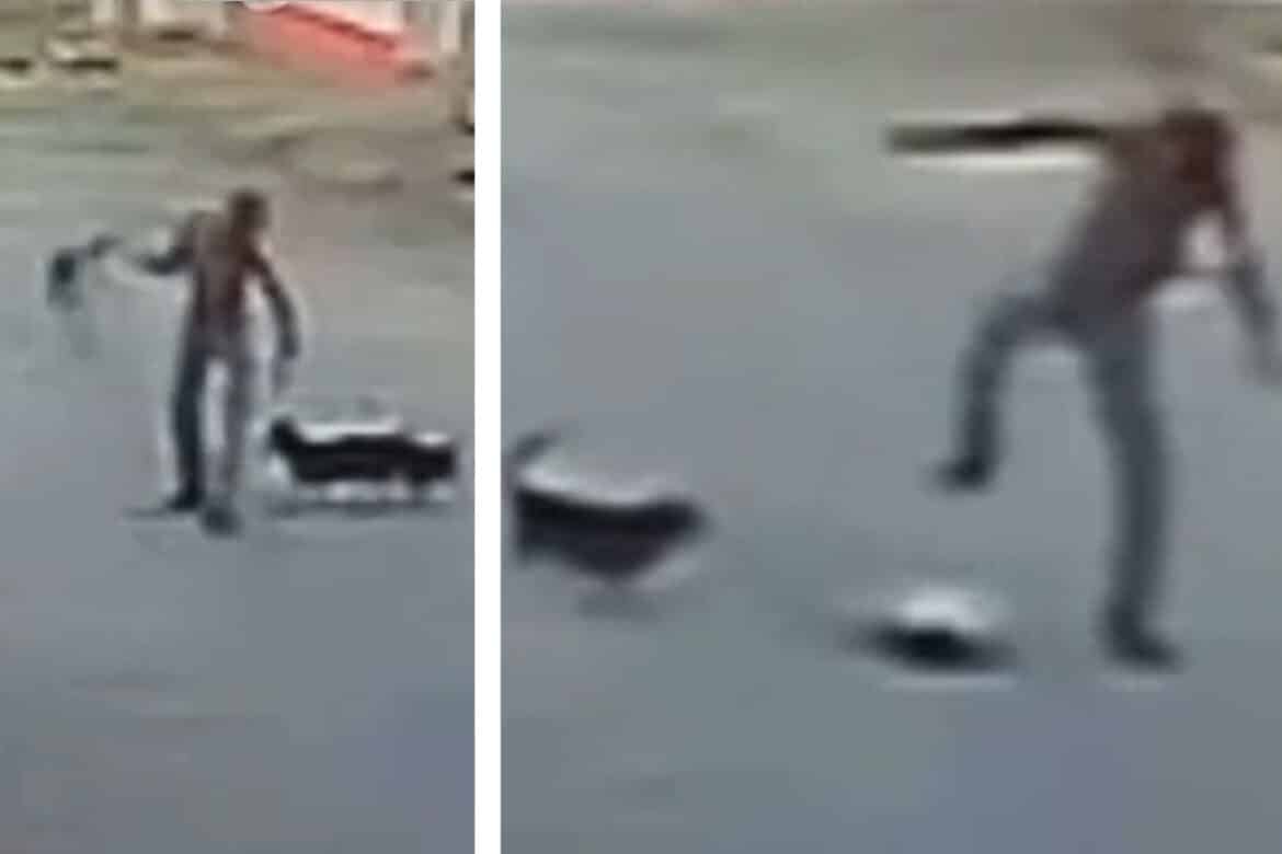 Homem espanca cachorro até a morte no ES