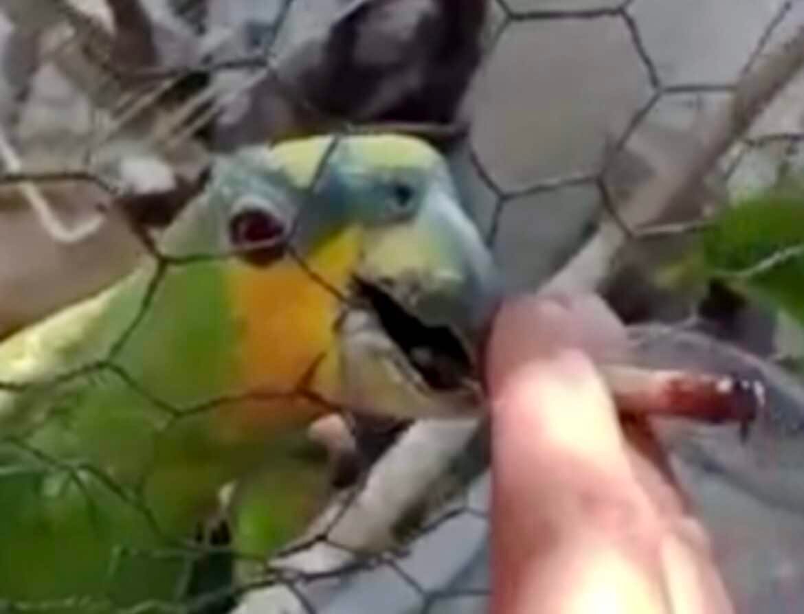 Homem é preso dar maconha a papagaios no MT