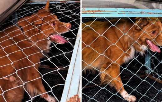 Cachorro é encontrado preso a poste após tutor viajar de Manaus para Santa Catarina