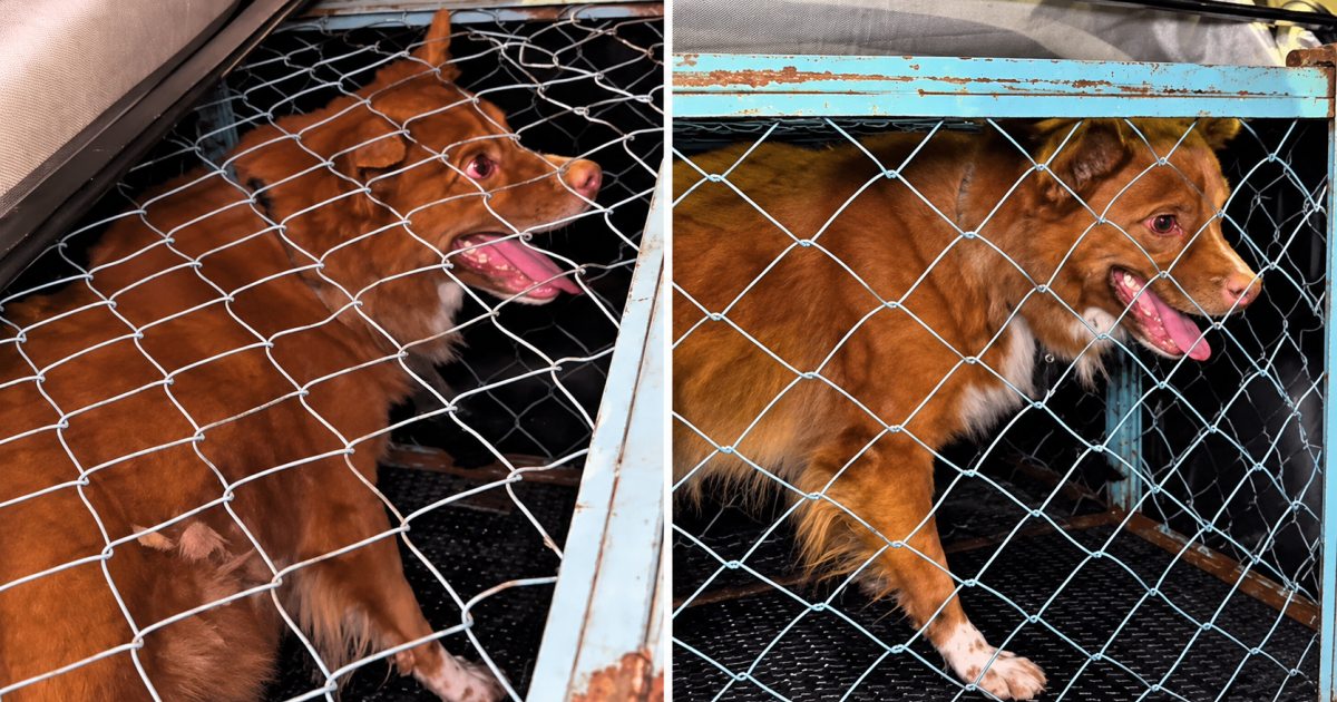 Cachorro é encontrado preso a poste após tutor viajar de Manaus para Santa Catarina
